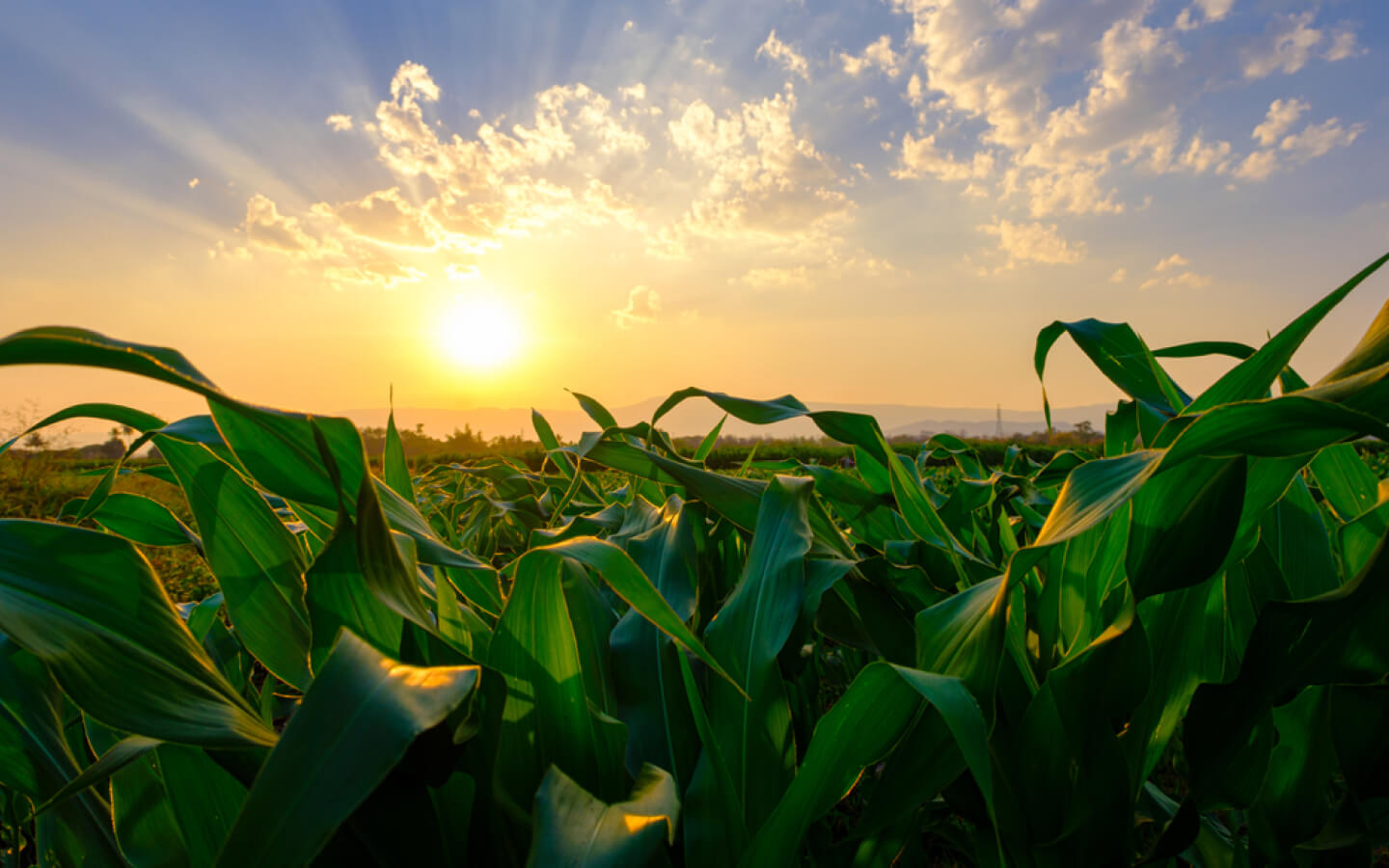 corn field at dusk