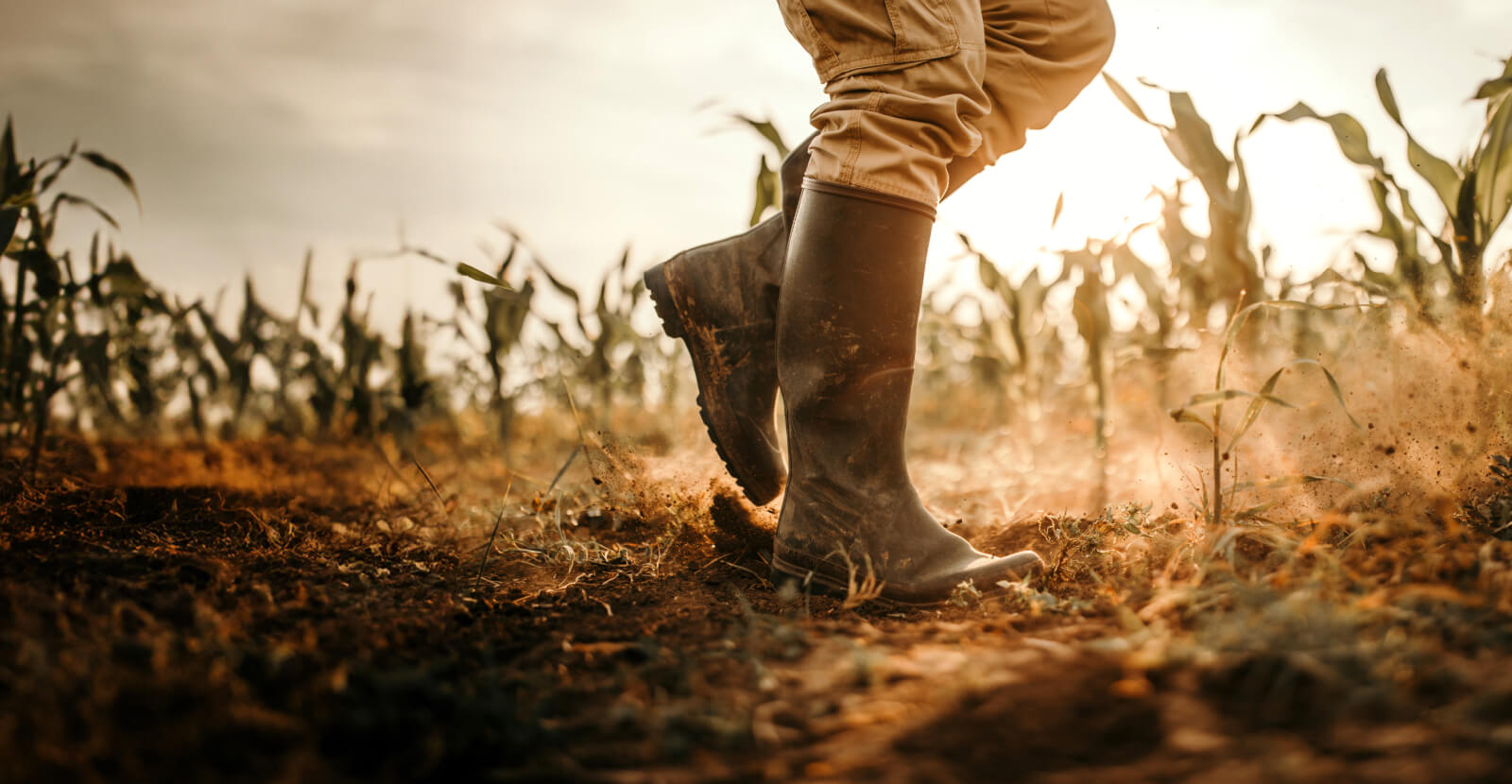 Farmer walking in field